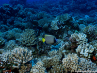 11 mile reef 05