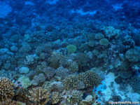 11 mile reef 06
