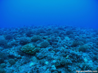 11 mile reef 07