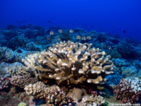 11 mile reef 08