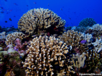 11 mile reef 09