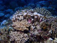 11 mile reef 10