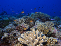 11 mile reef 11