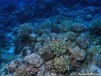 11 mile reef 12