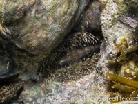 Acanthopleura cf. spinosa