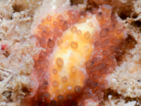 Acanthozoon fuscobulbosum