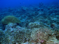 Adelup Pt reef front 01