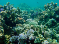 Adelup Pt reef front 02