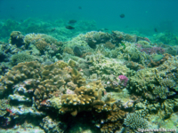 Adelup Pt reef front 03
