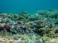 Adelup Pt reef front 04
