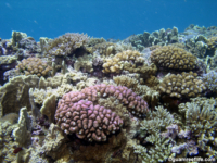 Adelup Pt reef front 05