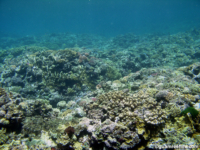 Adelup Pt reef front 06