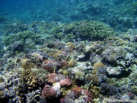 Adelup Pt reef front 07