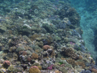 Adelup Pt reef front 08