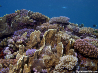 Adelup Pt reef front 09