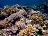 Adelup Pt reef front 10