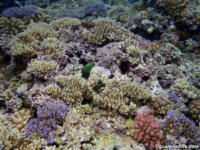 Adelup Pt reef front 11