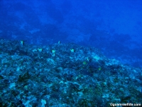 Adelup Pt seaward slope deep 01