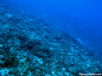 Adelup Pt seaward slope deep 02