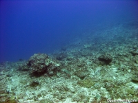 Adelup Pt seaward slope deep 03