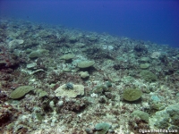 Adelup Pt seaward slope deep 04