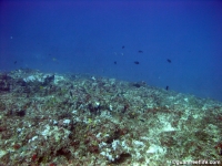 Adelup Pt seaward slope deep 06