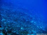 Adelup Pt seaward slope deep 07