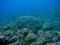 Adelup Pt seaward slope mid depth 01