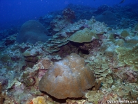 Adelup Pt seaward slope mid depth 02