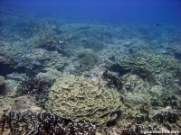 Adelup Pt seaward slope mid depth 04