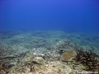 Adelup Pt seaward slope mid depth 05