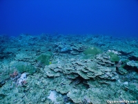 Adelup Pt seaward slope mid depth 06