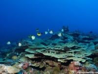 Adelup Pt seaward slope mid depth 07