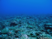 Adelup Pt seaward slope mid depth 08
