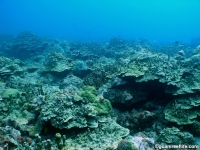 Adelup Pt seaward slope mid depth 09