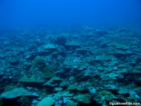 Adelup Pt seaward slope mid depth 10