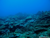 Adelup Pt seaward slope mid depth 11