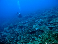 Adelup Pt seaward slope mid depth 12