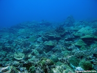 Adelup Pt seaward slope mid depth 13