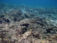 Adelup Pt submarine terrace 01