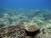 Adelup Pt submarine terrace 03
