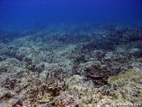 Adelup Pt submarine terrace 04