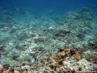 Adelup Pt submarine terrace 05