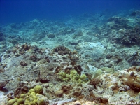 Adelup Pt submarine terrace 06