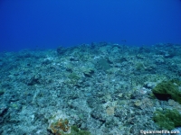 Adelup Pt submarine terrace 07