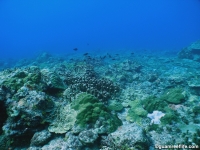 Adelup Pt submarine terrace 08