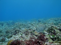 Adelup Pt submarine terrace 09