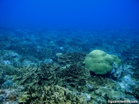 Adelup Pt submarine terrace 10