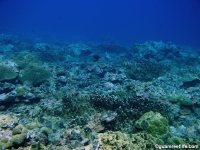Adelup Pt submarine terrace 11