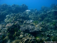 Agfayan Bay Bear Rock 02